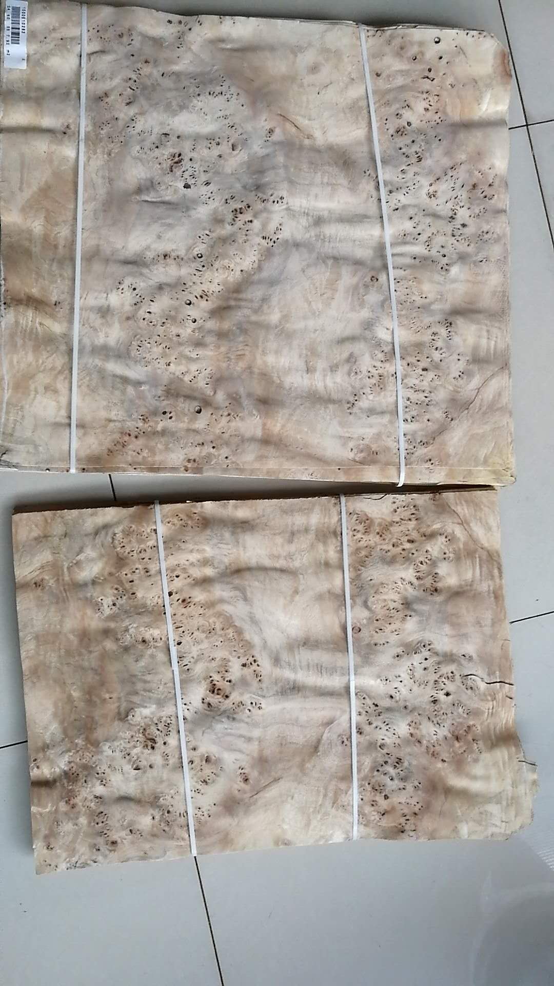 白杨树瘤 (2)